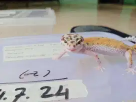 Sepasang leopard gecko