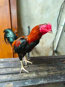 Ayam bangkok..Ikuran 4.5