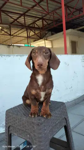 Anakkan anjing tekel / dachsund 5 bulanan