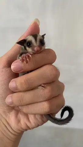 Sugar Glider Joey maupun Indukan