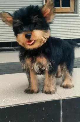 Anjing Yorkshire Terrier