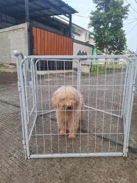 Open adopt Poodle