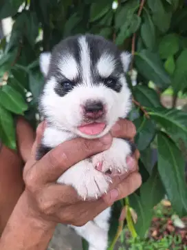 Anakan husky (open booking)