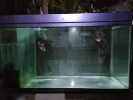 Aquarium dan Meja