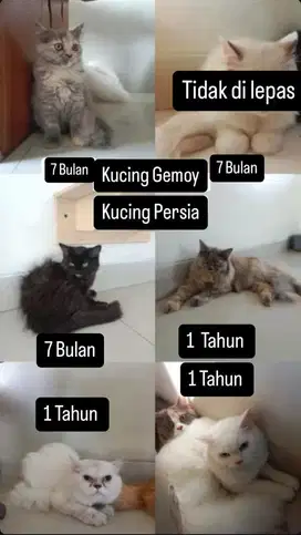 Kucing Persia Lucu