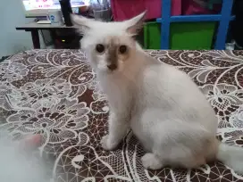 Cari prt bersih kucing masak