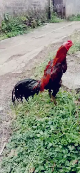 Ayam magon pakhoy win 2 x blm kalah  murahbsaja minus sayap ada patah