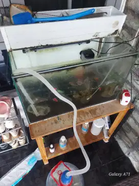 Aquarium dan ikan