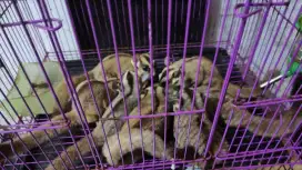 Sugar glider grey