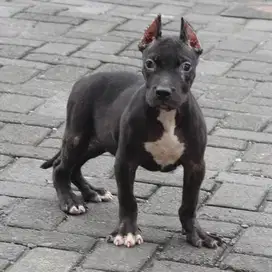 Pitbull betina hitam stbm murah