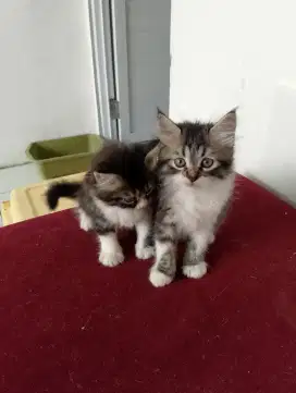 Kitten Sepasang