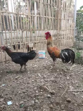 Ayam Pelung Sepasang