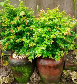 jual borongan 5 bh pot pohon dewandaru dan bonsai