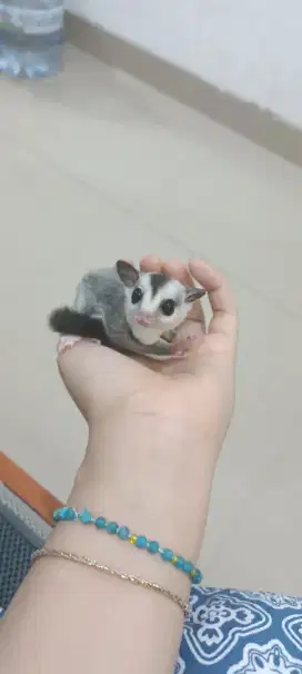 Sugar Glider Joey WF Grey ph leu cream albi Jantan