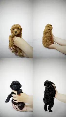 Jual anjing toy poodle puppy apricot dan hitam jantan