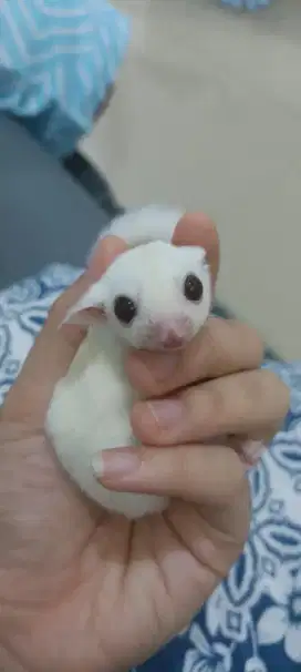 Sugar Glider Joey Ruby Leu ph leu cream albi Jantan