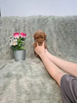 Teacup Tiny red toy poodle betina stambum berkualitas