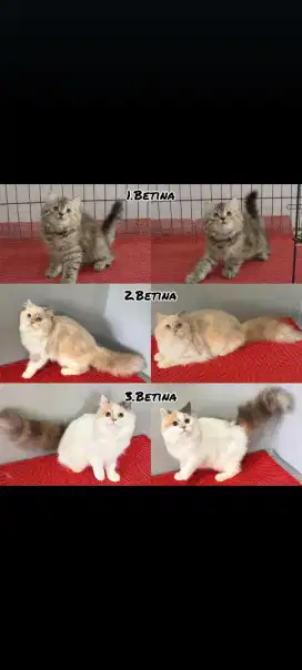 Kucing kitten anggora persia ragdoll himalaya mainecoon nowergian dll