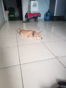 Anak anjing kampung campuran