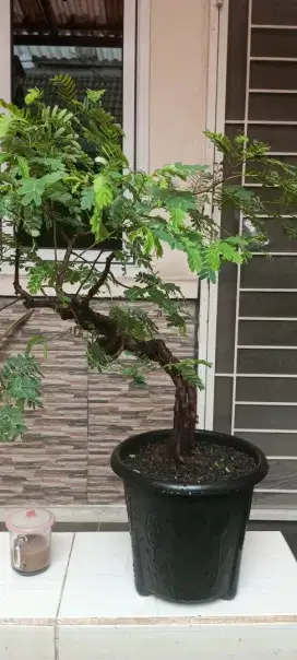 Bonsai asem jawa