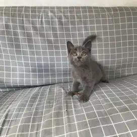 kitten BSH blue