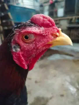 Ayam Bangkok ( BerVideo ) Sola Nakal / Banyak Pukulan / Si Limbat