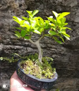 Bonsai mini hias sianci berbuah