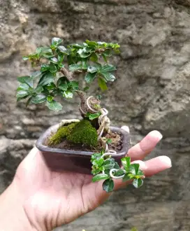 Bonsai mini hias hokianti import istimewa