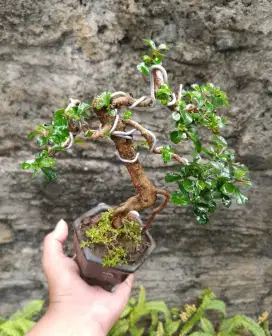 Bonsai fosil hokianti import