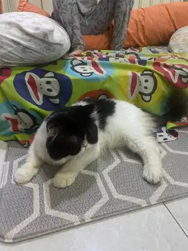 Moka dan cino mencari yang mau mengadopsi