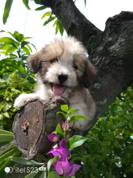 Anakan anjing mirip boneka lucu mixbreed poodle istimewa