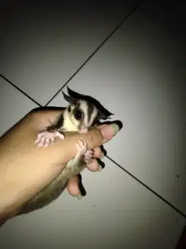 baby sugar glider