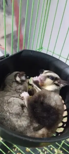 sepasang induk sugar glider