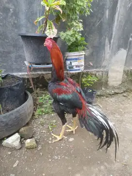 Ayam Jago Bangkok