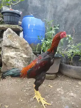 Ayam jantan Bangkok