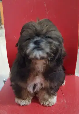 Jual anakan shih tzu