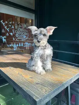 Dijual anakan Schnauzer