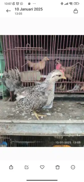 Anak ayam kate ceper serama