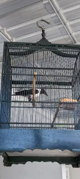 Dijual burung gagak sule