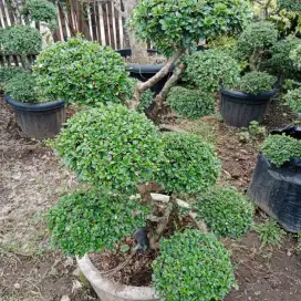 Bonsai taman murah medan