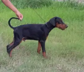 Doberman 4 bulan