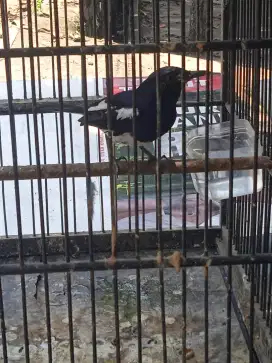 Burung kacer rajin bunyi