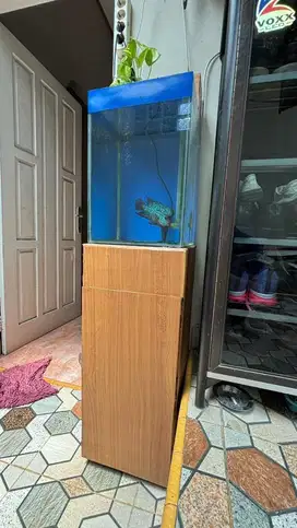 aquarium set ikan kabinet louhan