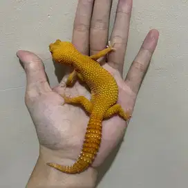 Gecko Sunglow Emerine Line Betina