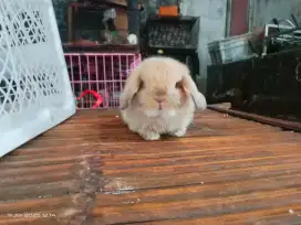 Kelinci hias Holland lop