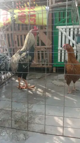 Ayam bangkok silangan pama