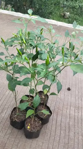 Pohon cabai rawit.