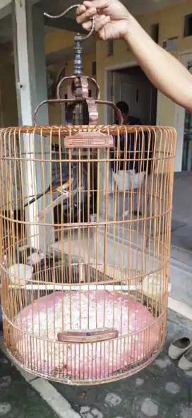 DI JUAL MURAI PASTOL AKTIF + KANDANG