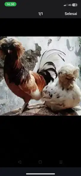 Ayam hias poland sepasang