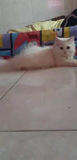 Kucing persia mirip singa bulu kapas